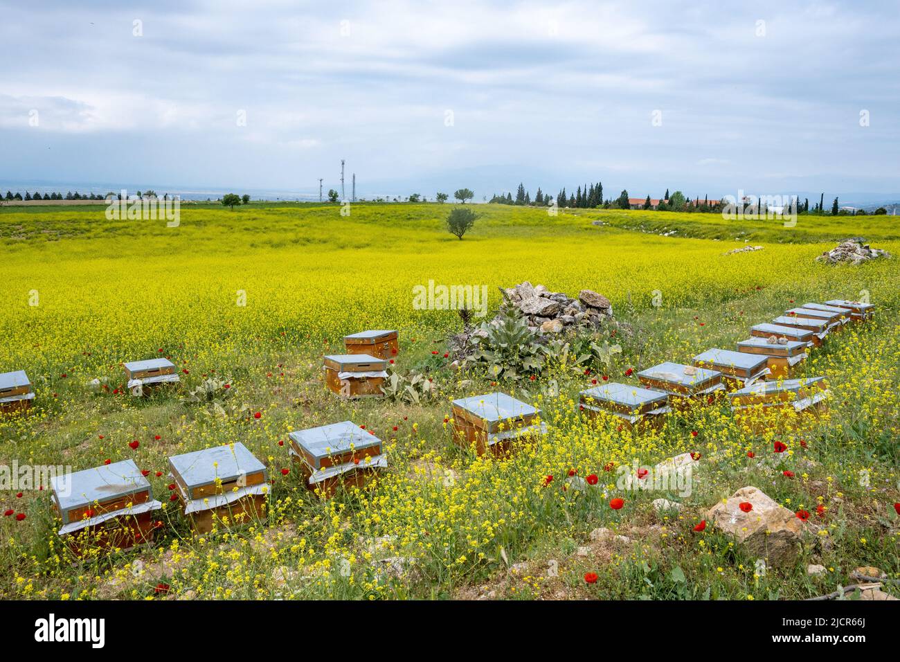 Les boîtes pleines d'abeilles se nourrissent de fleurs sauvages. Pamukkale, Türkiye. Banque D'Images
