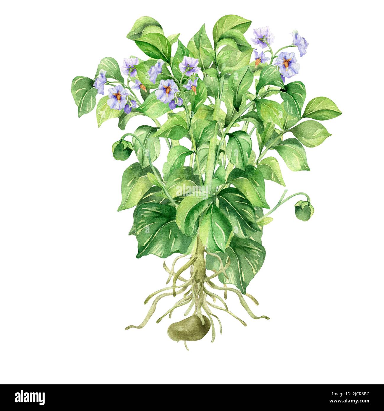 Illustration aquarelle de la pomme de terre sur fond blanc. Légume cru, plante de jardin, pomme de terre tubercule, croissance peinte à la main. Élément de conception pour les hommes de conception Banque D'Images