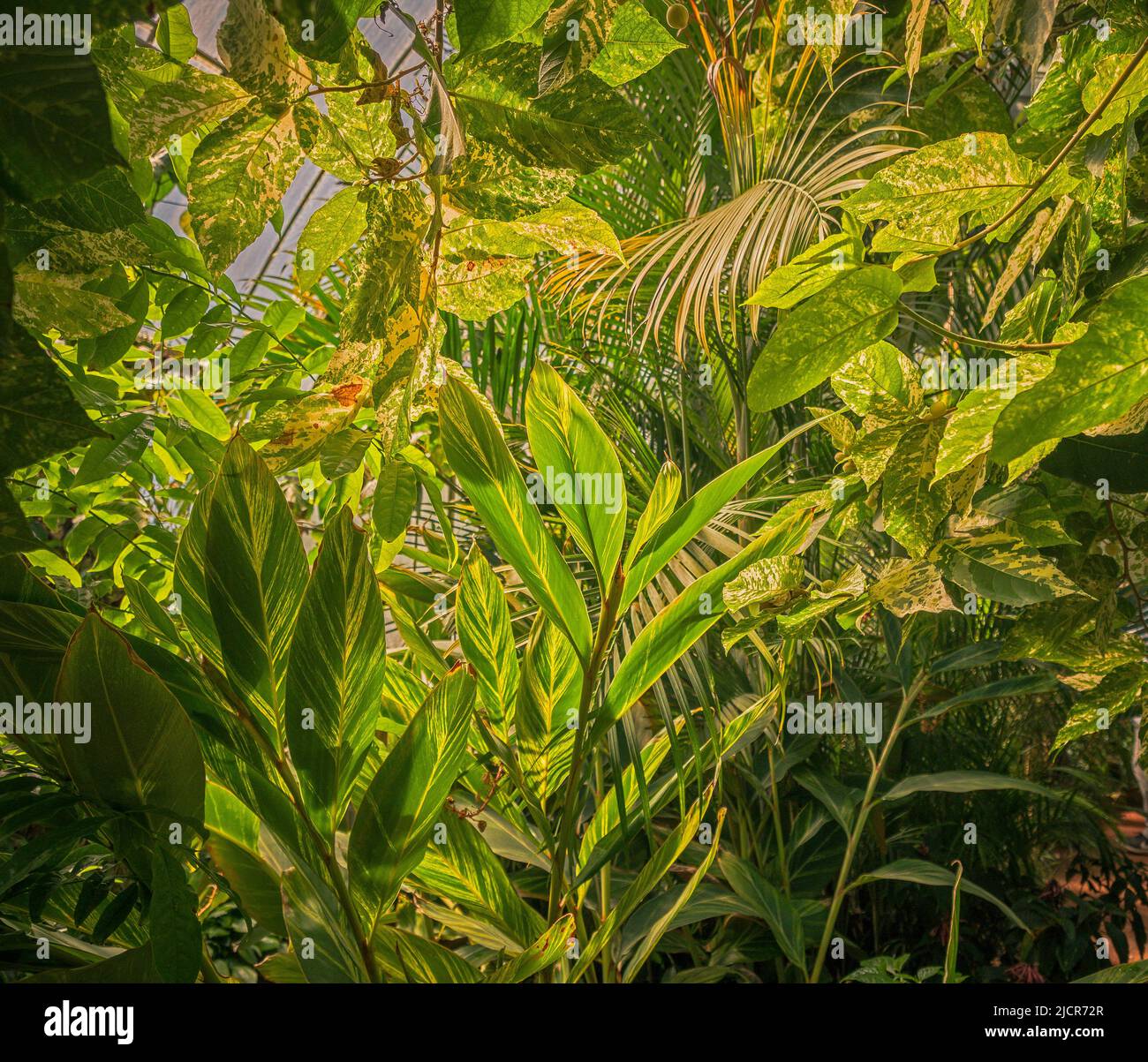 Végétation luxuriante de la forêt tropicale dans une serre tropicale. Banque D'Images
