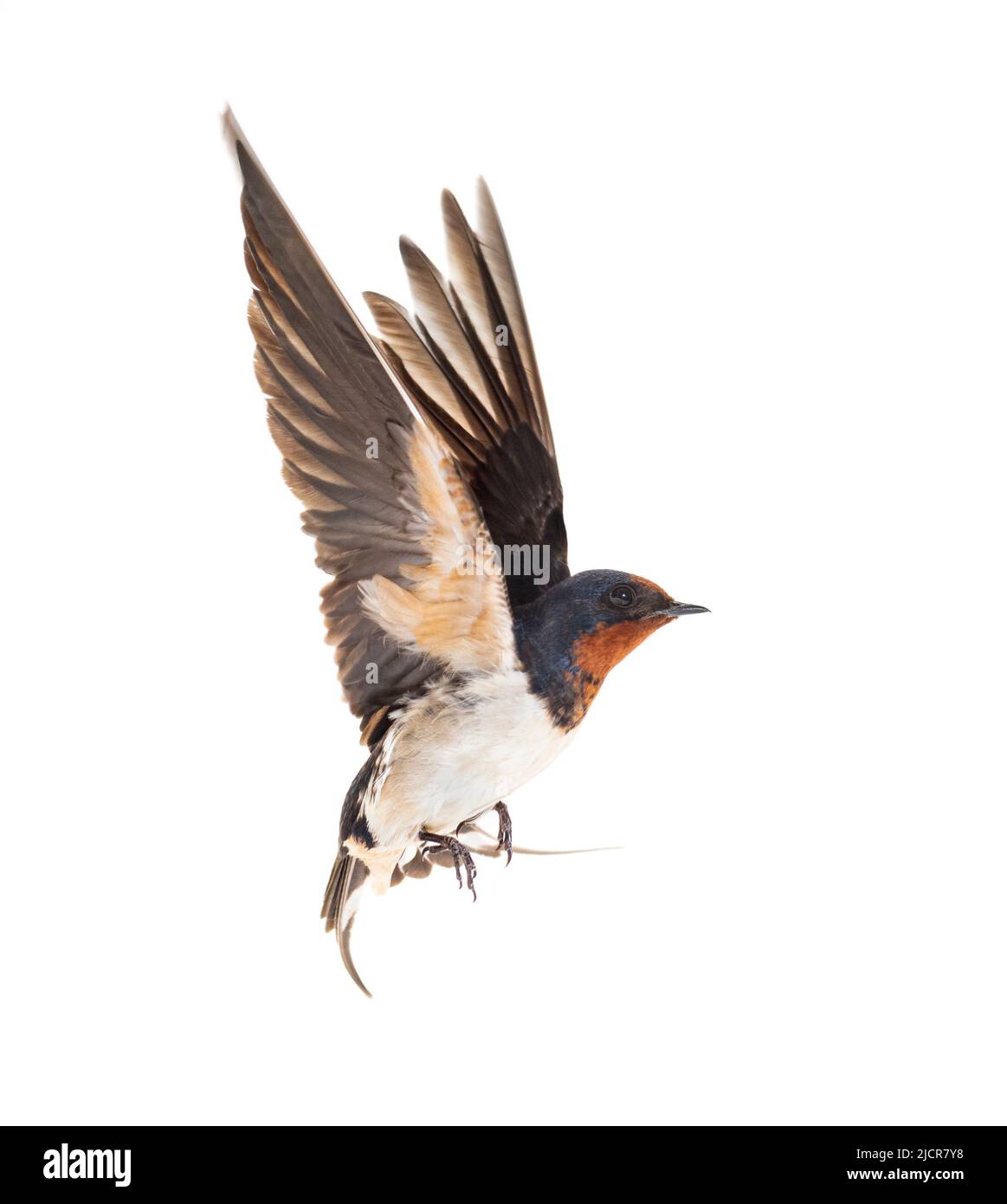 Barn Swallow les ailes volantes se sont répandues, oiseau, Hirundo rustica, volant sur fond blanc Banque D'Images