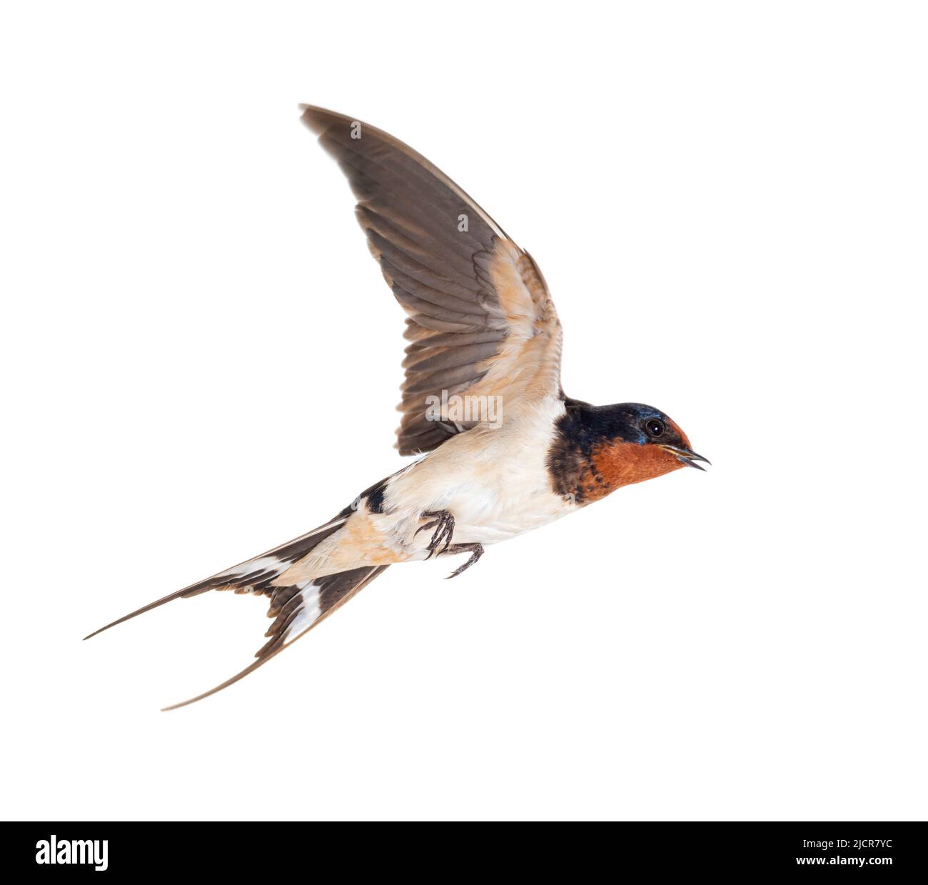 Barn Swallow les ailes volantes se sont répandues, oiseau, Hirundo rustica, volant sur fond blanc Banque D'Images