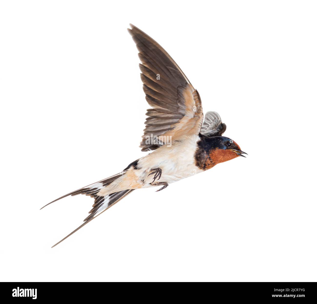 Barn Swallow, oiseau, Hirundo rustica, volant sur fond blanc Banque D'Images