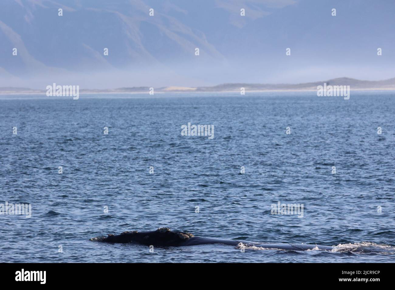 Observation des baleines noires du sud à Hermanus, plongée des baleines dans la mer Banque D'Images