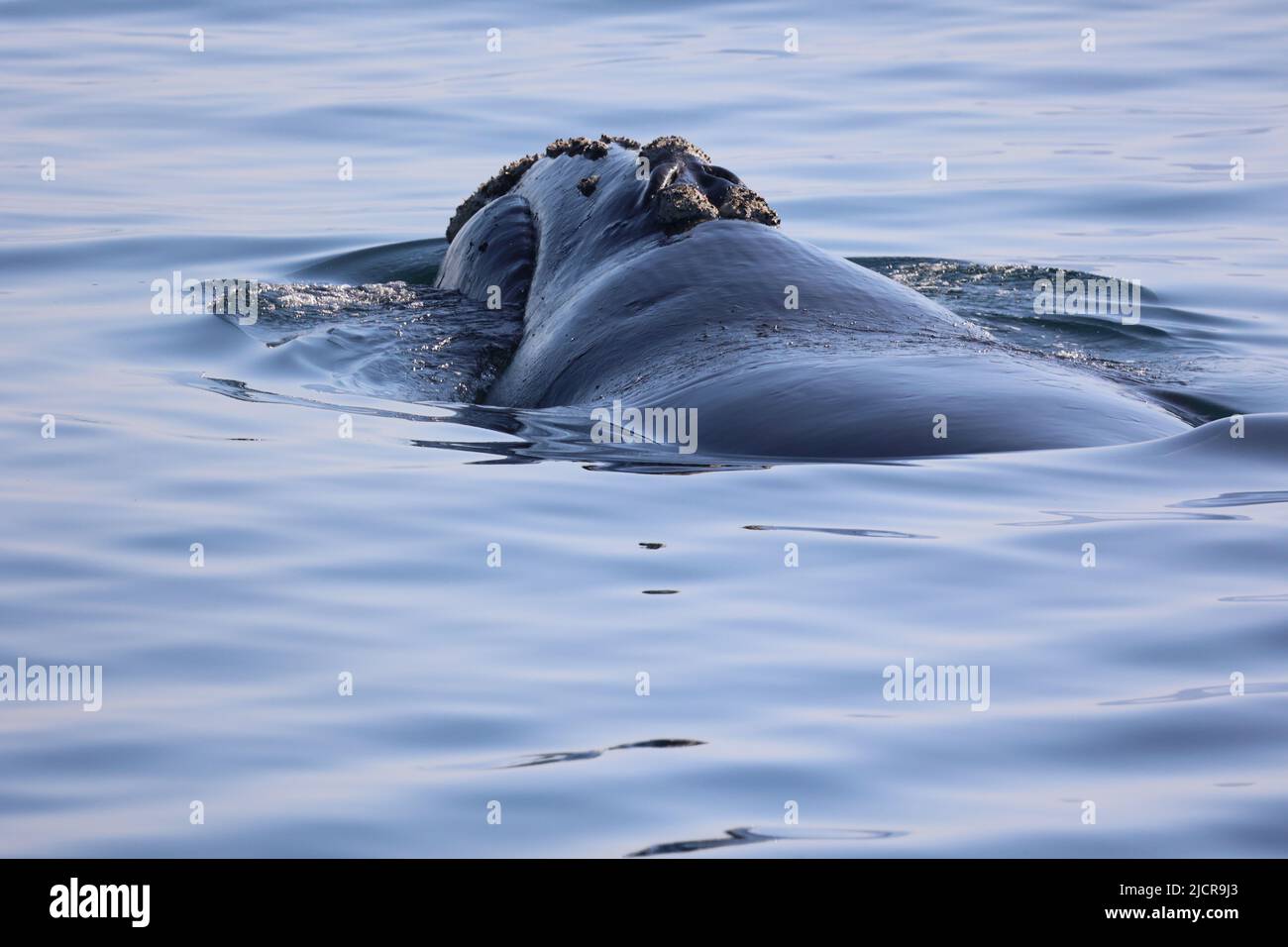 Observation des baleines noires du sud à Hermanus, plongée des baleines dans la mer Banque D'Images