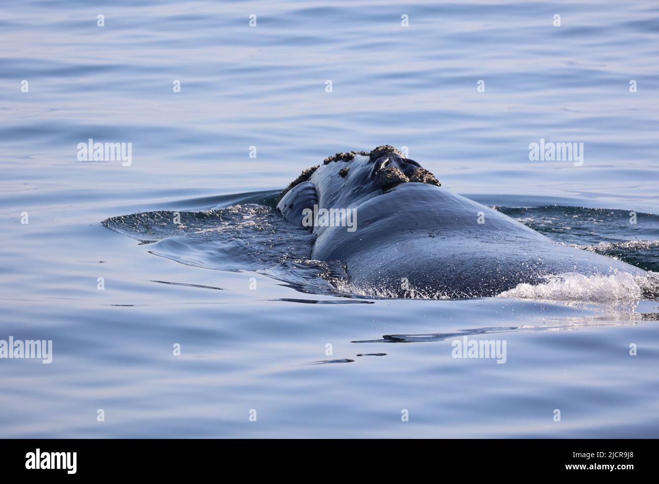 Observation des baleines noires du sud à Hermanus, plongée des baleines dans la mer Banque D'Images