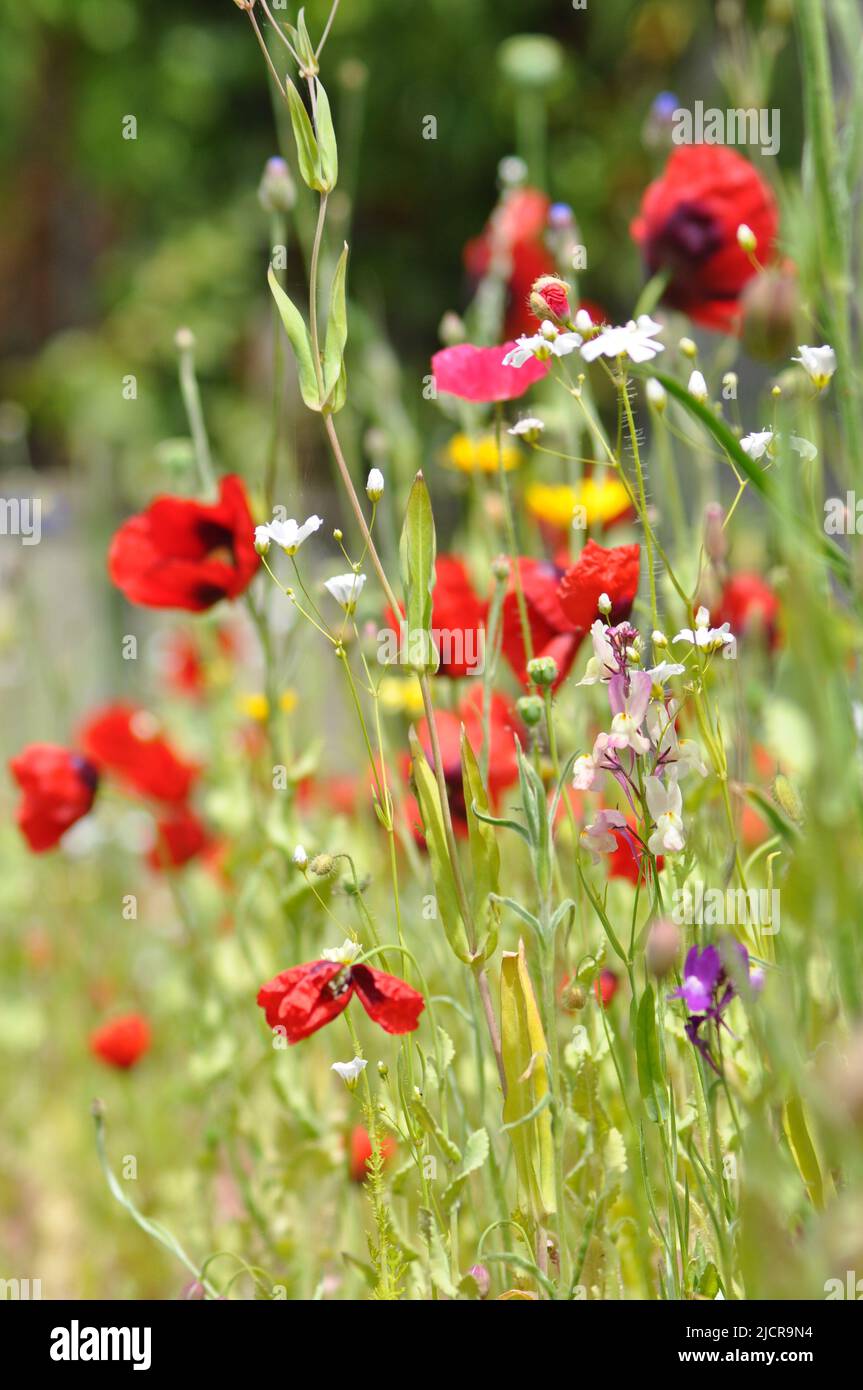 Une sélection de fleurs sauvages provenant d'un paquet de graines de fleurs sauvages dans un jardin du Yorkshire de l'est, en Angleterre Banque D'Images