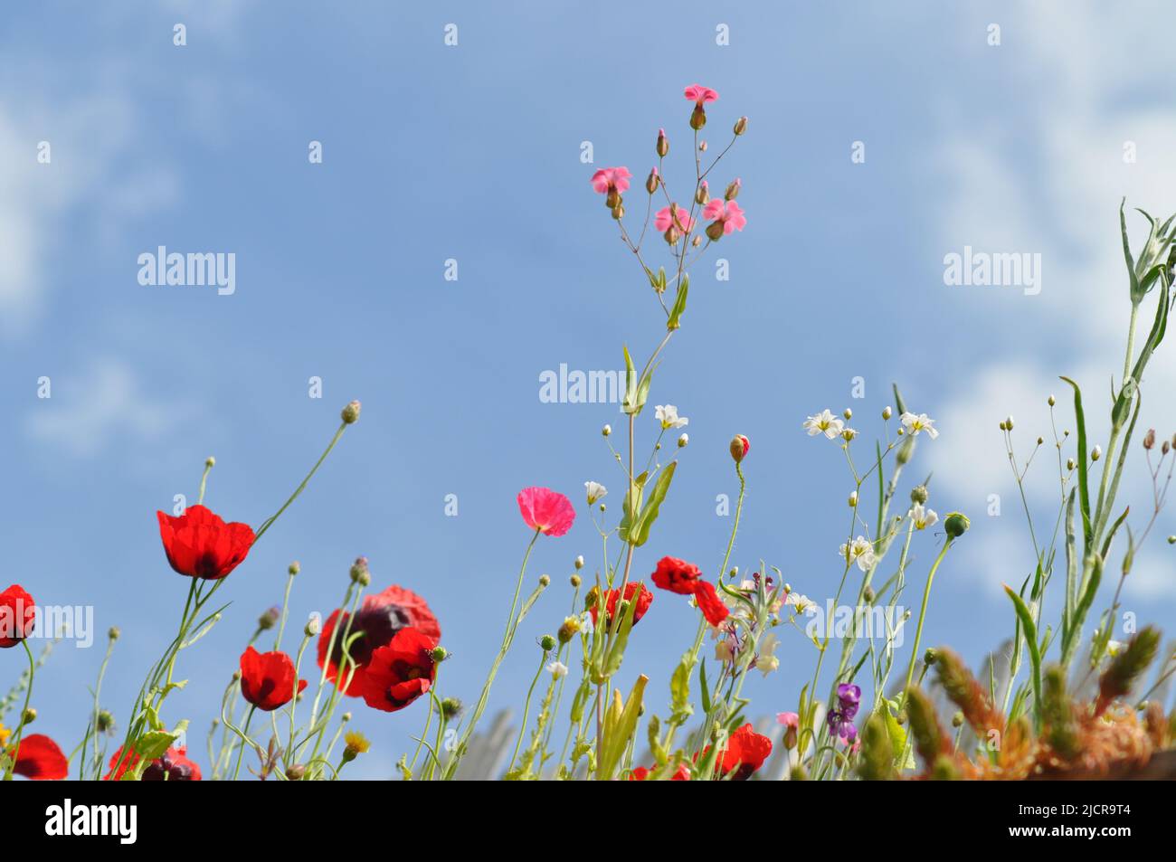 Une sélection de fleurs sauvages provenant d'un paquet de graines de fleurs sauvages dans un jardin du Yorkshire de l'est, en Angleterre, avec le ciel et les nuages comme arrière-plan Banque D'Images