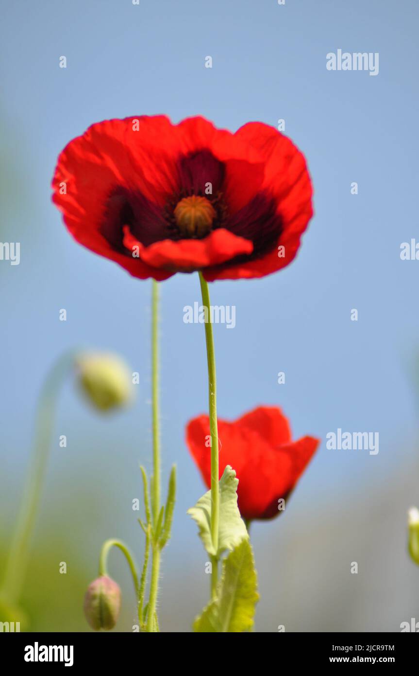 Fleur de pavot rouge poussant sur les terres de déchets - placé contre un ciel bleu Banque D'Images