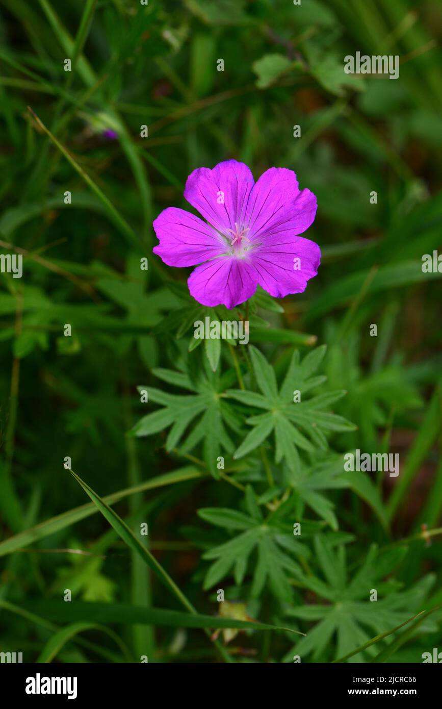 Bloody Cranesbill (Geranium sanguineum), fleur sur prairie sèche, Allemagne Banque D'Images