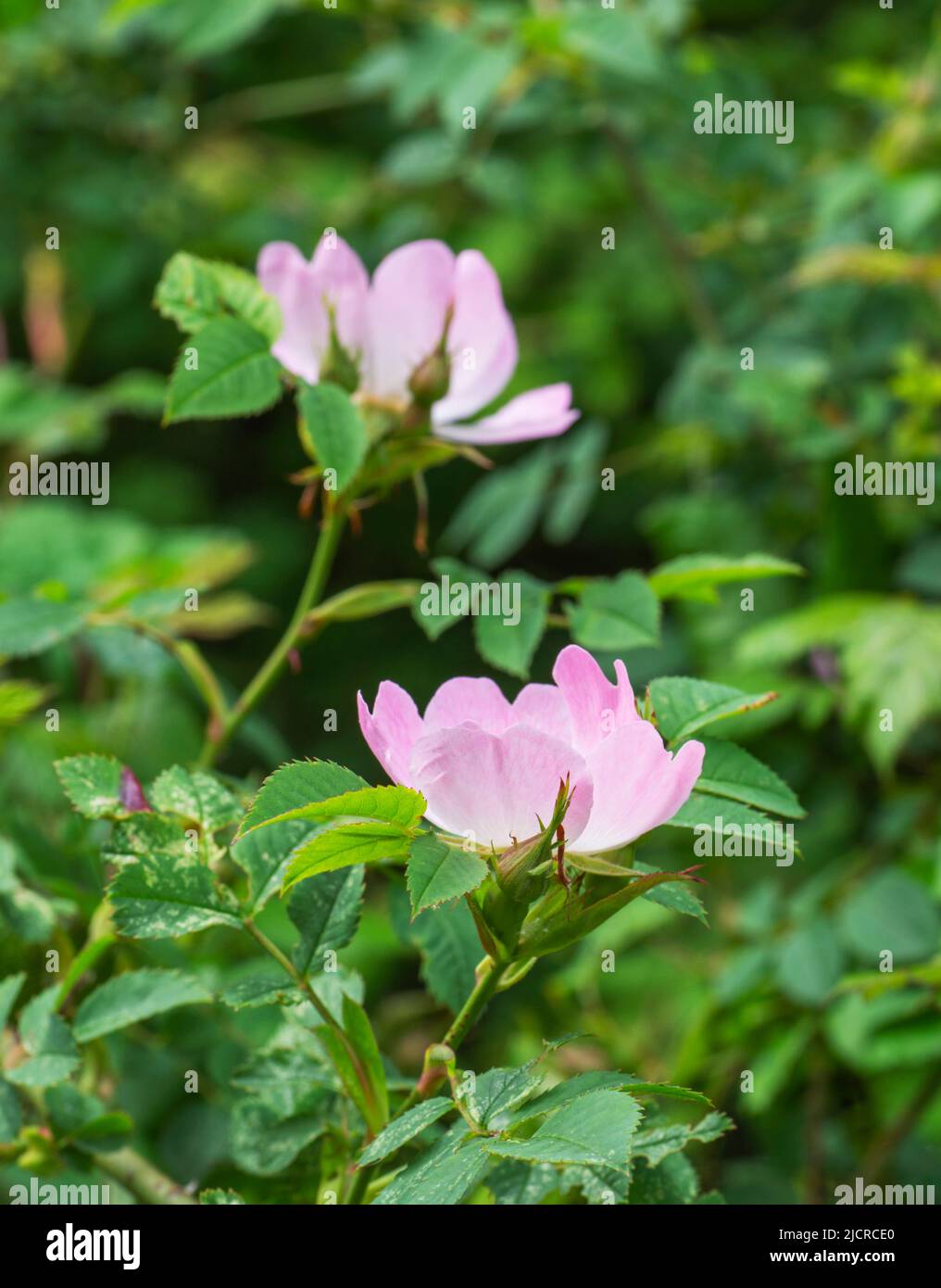 Les roses de chien sauvages délicates qui poussent dans un hedgerow, que l'on retrouve souvent dans les roses pâles et les blancs Banque D'Images