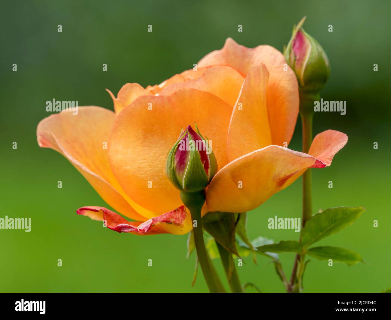 Une belle rose orange photographiée sur un arrière-plan de feuillage vert défocalisé Banque D'Images