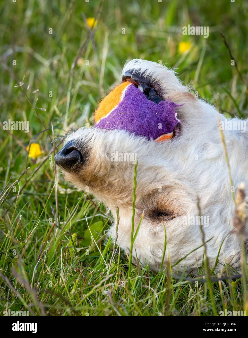 Gros plan sur la tête d'un chien Labradoodle de couleur claire, qui se trouve sur le dos, regarde vers le haut, avec une balle multicolore dans sa bouche Banque D'Images