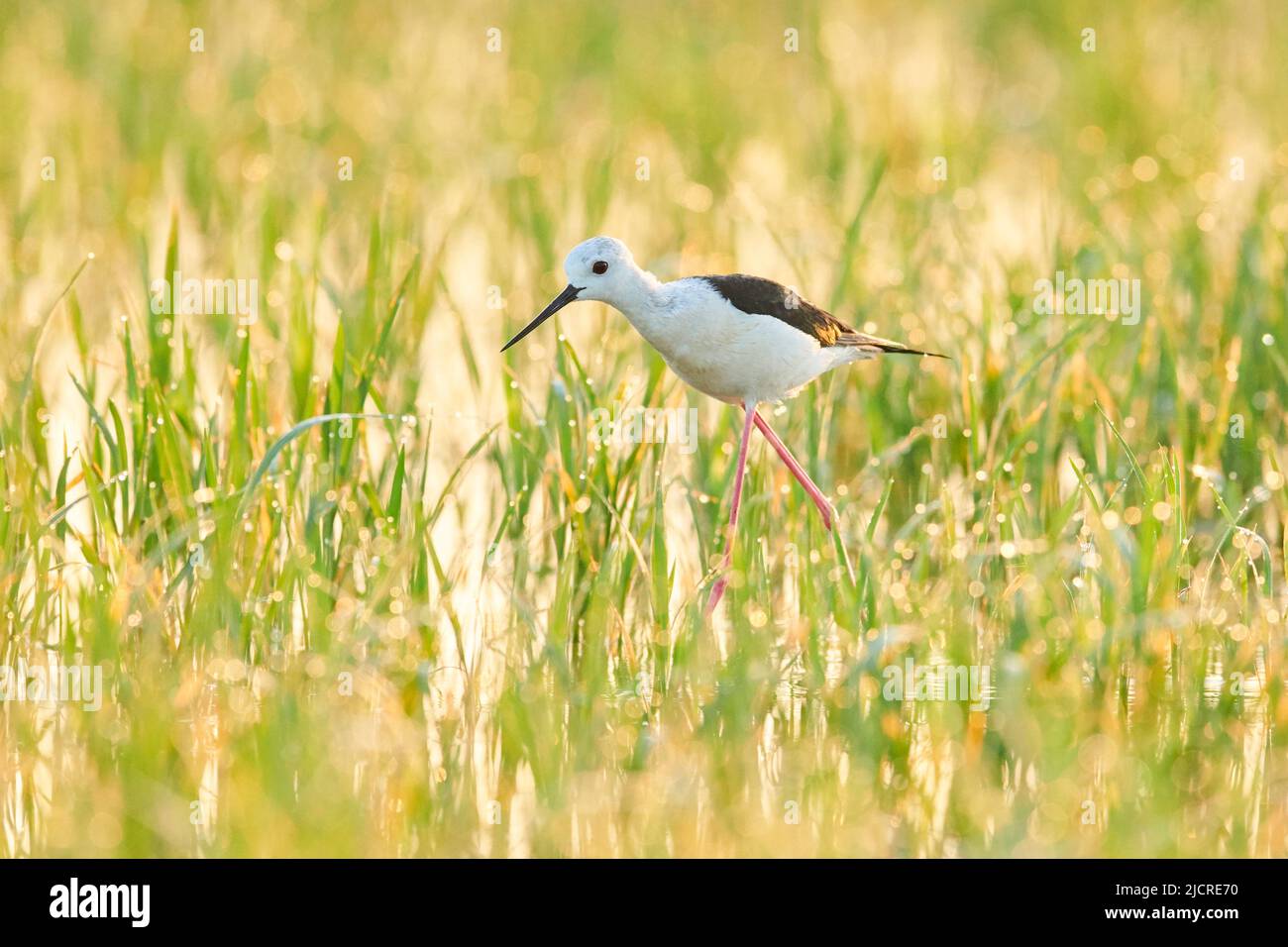 Stilt à ailes noires (Himantopus himantopus). Alimentation adulte dans un champ de riz. Ebro Delta, Catalogne, Espagne Banque D'Images