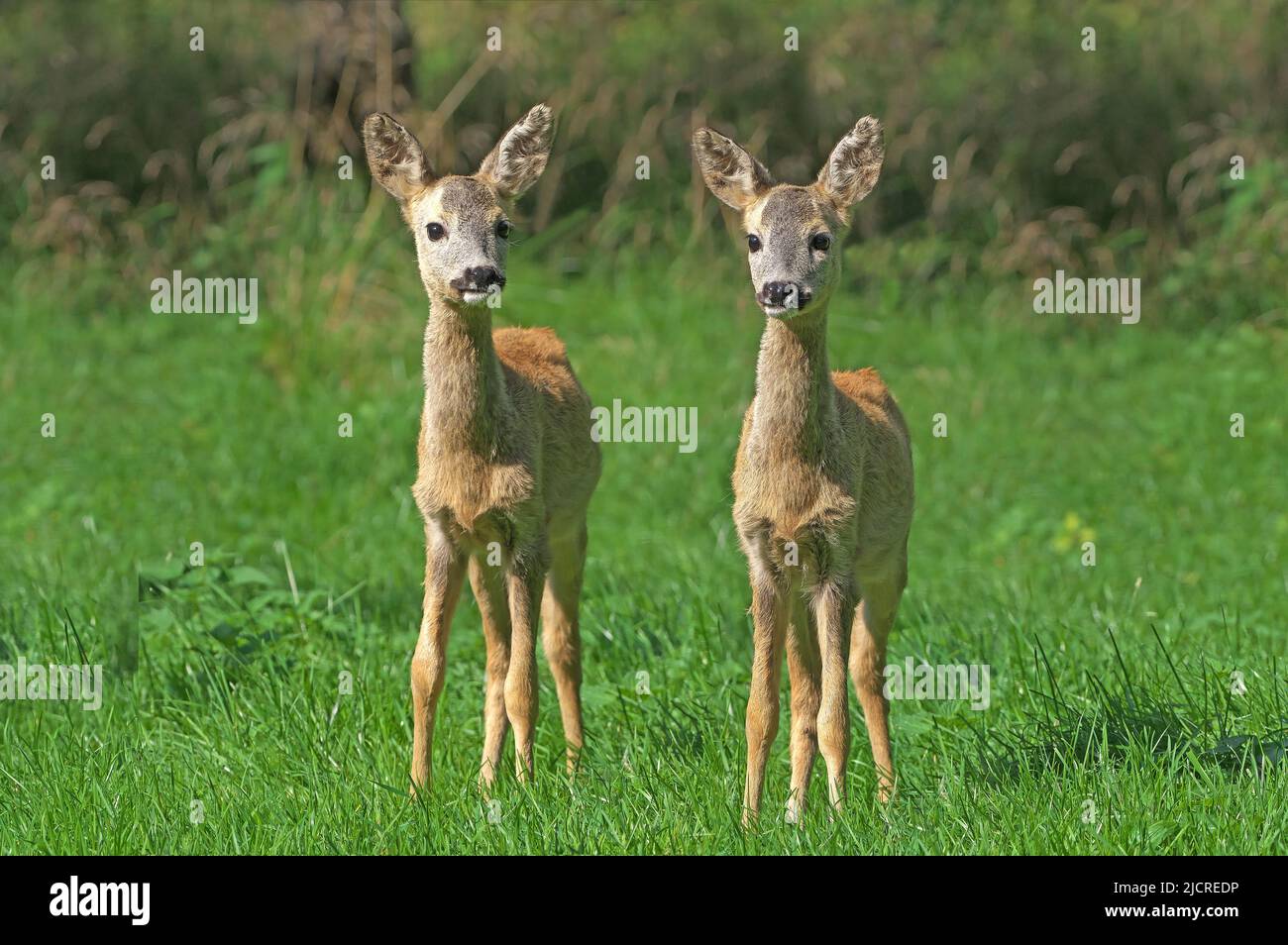 Cerf de Virginie (Capranolus capranolus). Deux juvéniles dans une prairie forestière en septembre. Autriche Banque D'Images