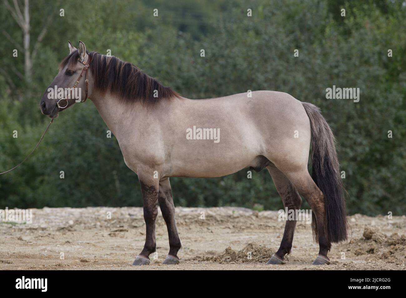 Konik Pony. Adut debout, vu côte à côte. Allemagne. Banque D'Images