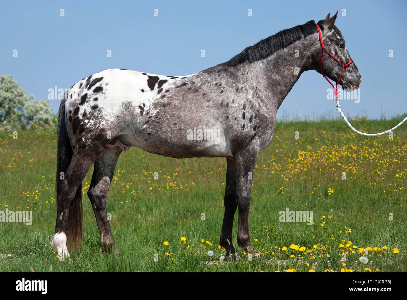 Cheval de Knabstrup. Étalon à pois léopard debout, vu côte à côte. Allemagne. Banque D'Images