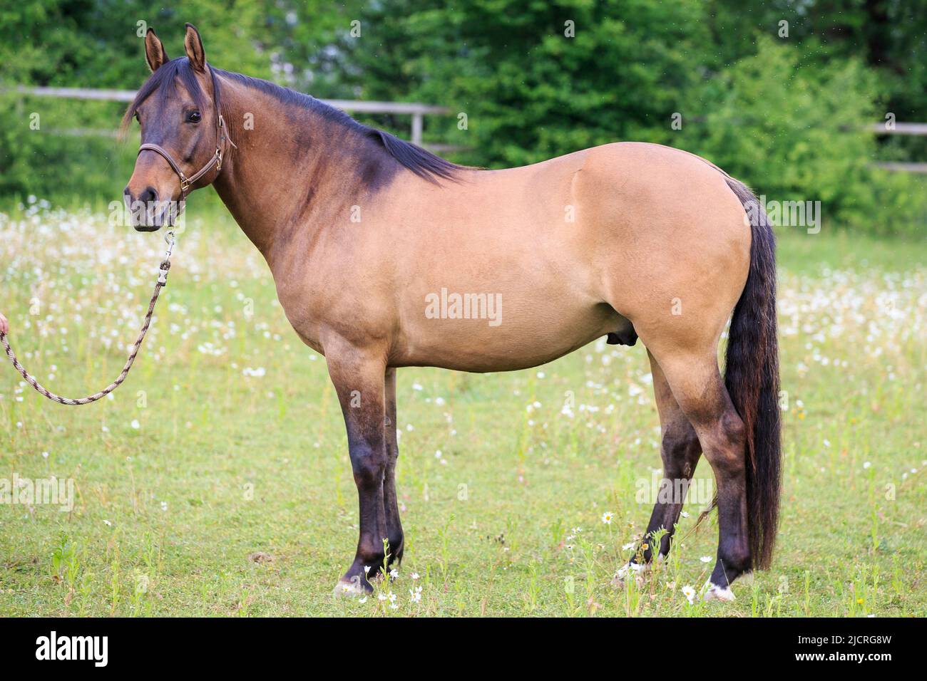 Cheval canadien à aire de jeux libre. Dun gelding debout, vu côte à côte. Suisse. Banque D'Images