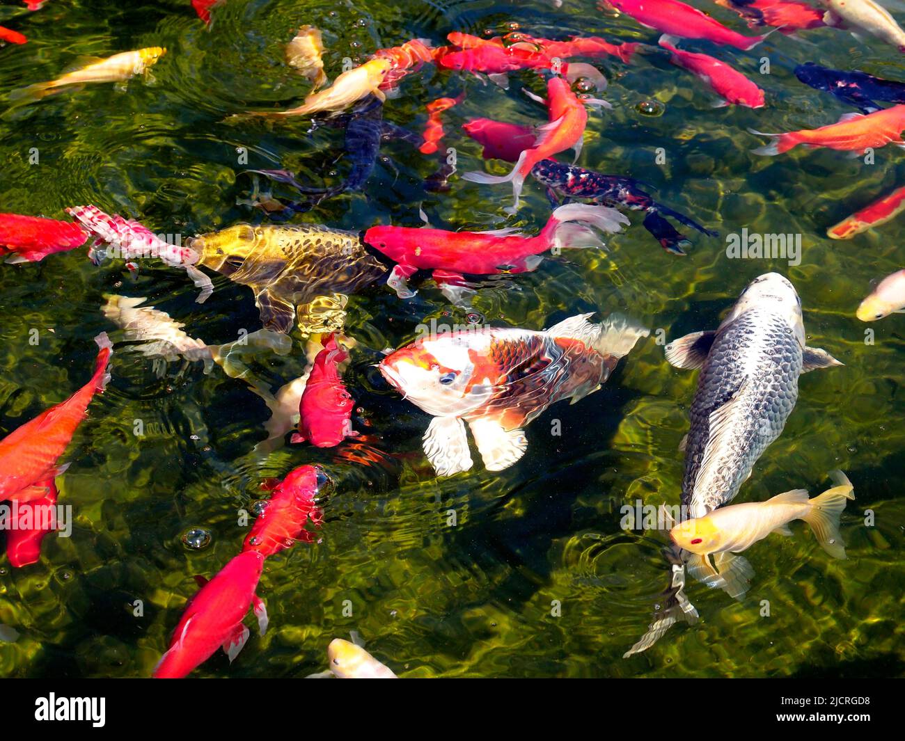 Beaucoup de carpe koï (Cyprinus) multicolore sur la surface de l'eau Banque D'Images