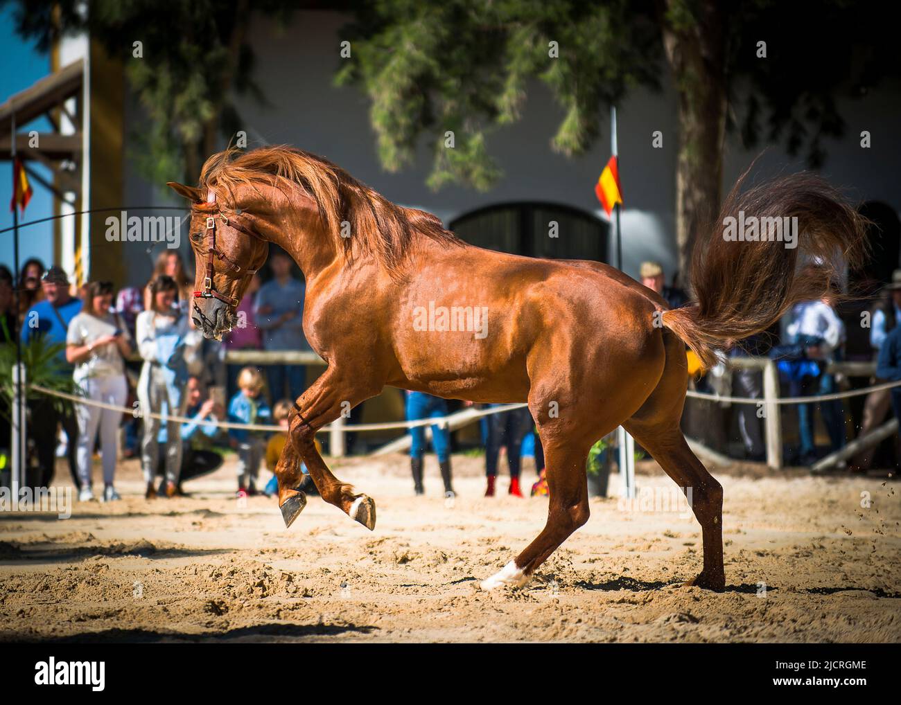 cheval, animal Banque D'Images