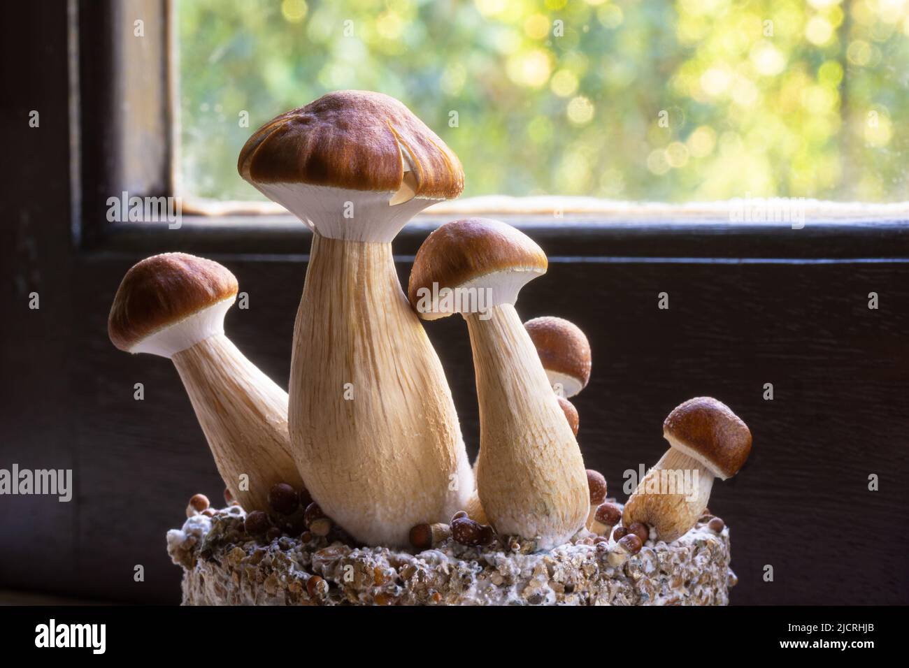 B+ souche de champignons magiques de Psilocybine pour la guérison de la dépression ou de l'anxiété croissant sur un gâteau de substrat Banque D'Images