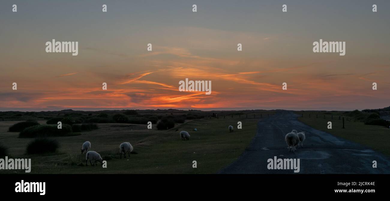 Réserve naturelle de Northam Burrows à North Devon au coucher du soleil, avec moutons. Banque D'Images