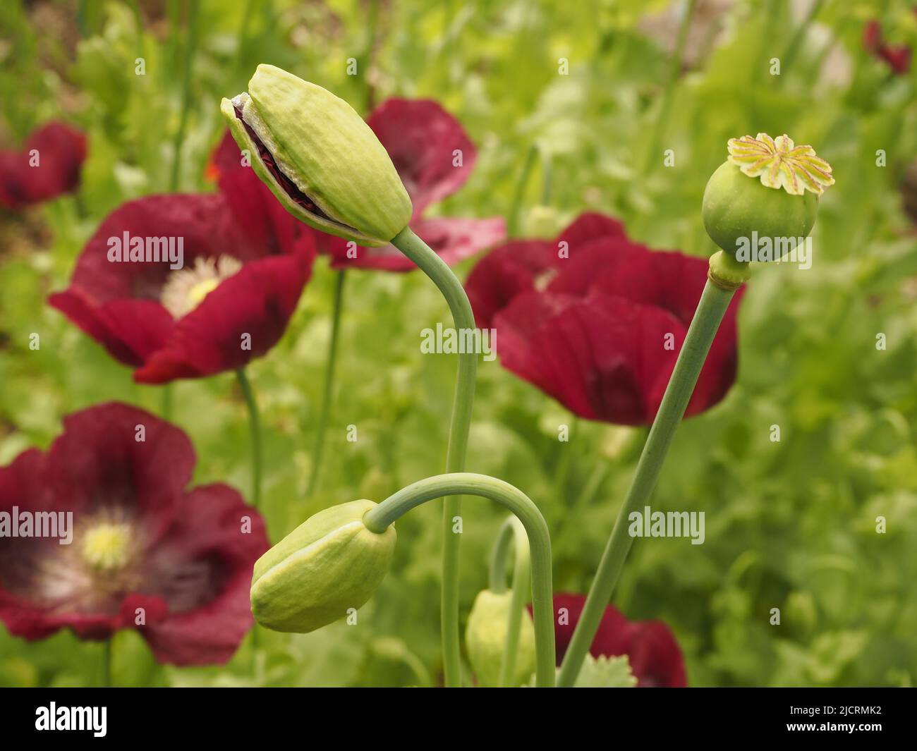 Coquelicots orientaux de couleur prune (papaver) montrant un bourgeon avec des pétales qui commencent à émerger, des fleurs en fleur et des étapes de graines. Banque D'Images