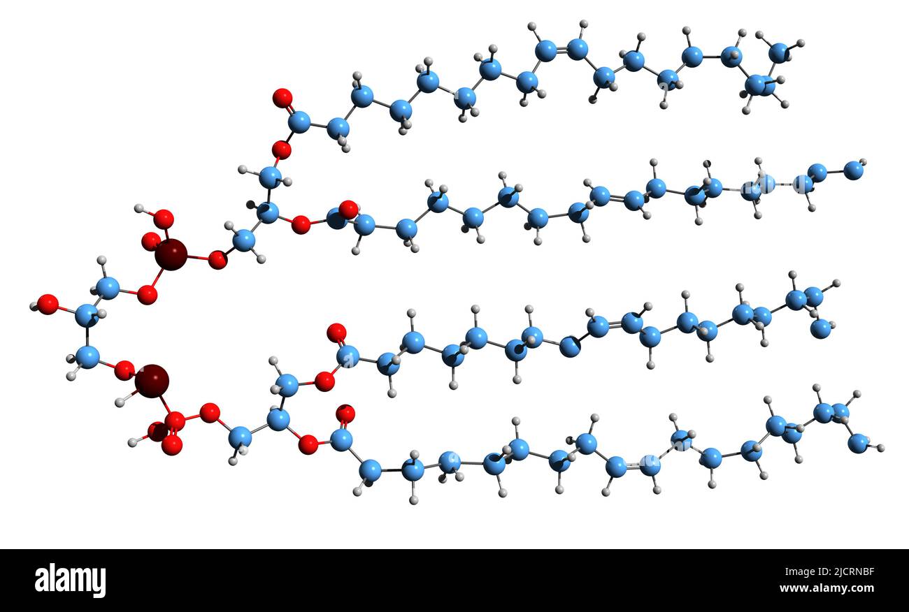 3D image de la formule squelettique de la cardiolipine - structure chimique moléculaire de la composante membranaire mitochondriale isolée sur fond blanc Banque D'Images