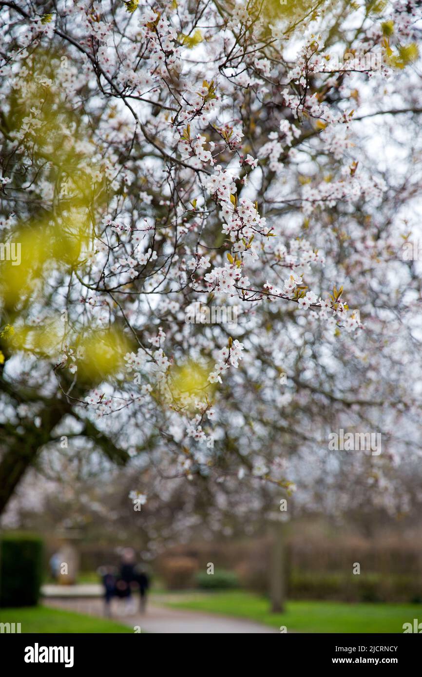 Les gens se promènent au fur et à mesure que les fleurs fleurissent dans Regent's Park, Londres. Banque D'Images