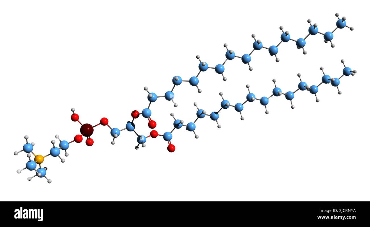 3D image de la formule squelettique du palmitate de Colfosceril - structure chimique moléculaire du surfactant pulmonaire isolé sur fond blanc Banque D'Images