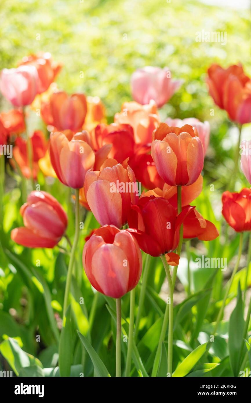 belles fleurs de tulipe rouge et rose dans le jardin Banque D'Images