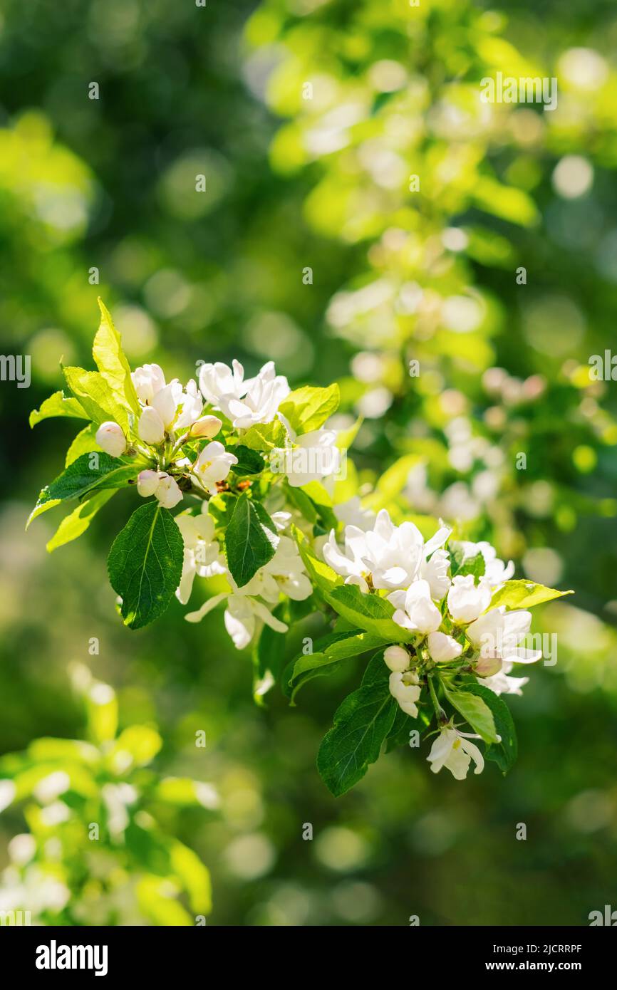 belle fleur de pomme blanche dans le jardin Banque D'Images