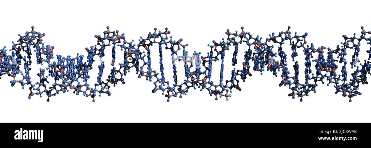 3D image de la formule squelettique de la macromolécule de l'ADN - structure chimique moléculaire de l'hélice double de l'acide désoxyribonucléique isolée sur fond blanc, Banque D'Images
