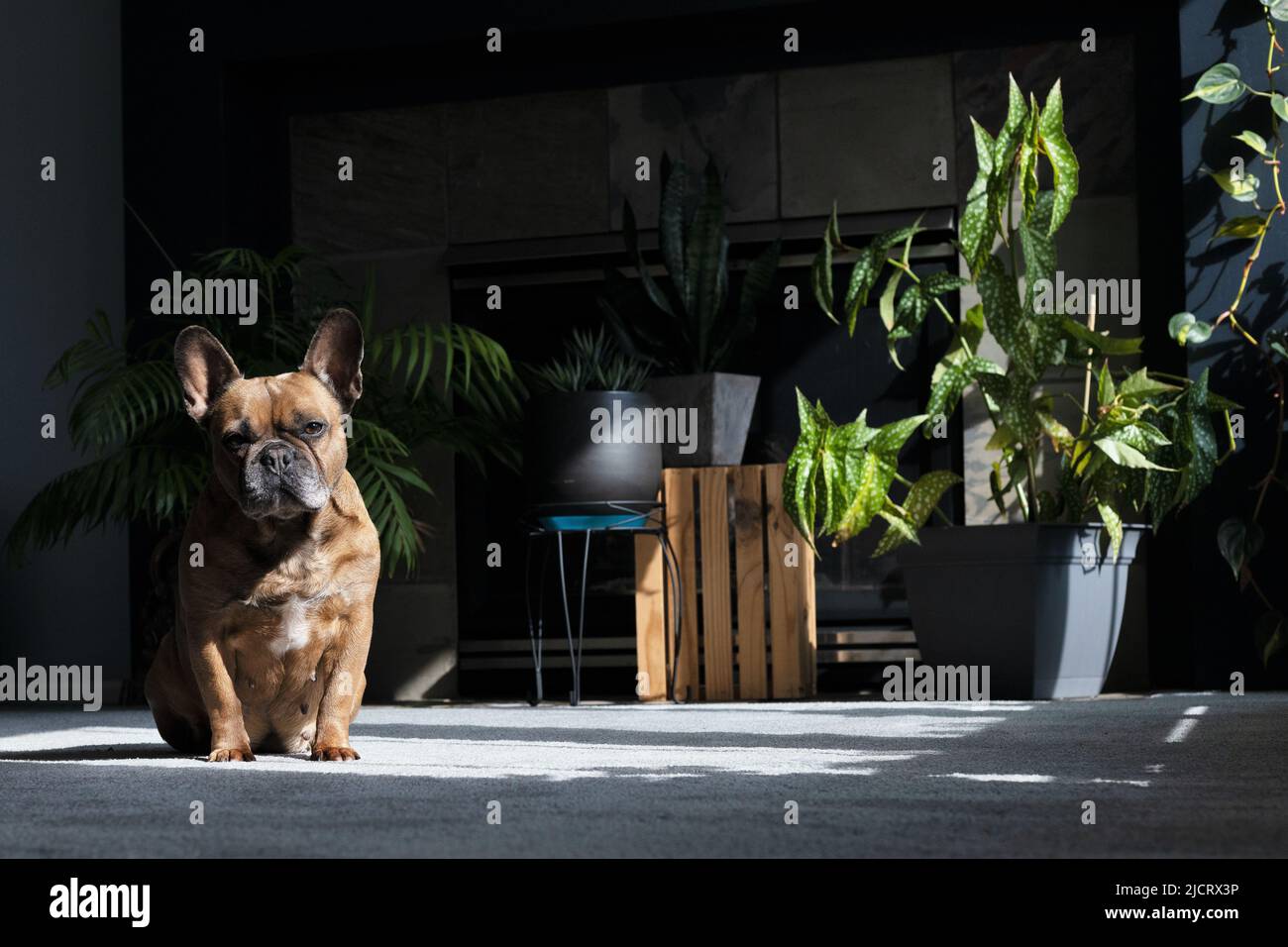 Un Bulldog français se reposant dans un endroit ensoleillé sur un sol recouvert de moquette d'un salon, entouré de plantes de maison. Banque D'Images