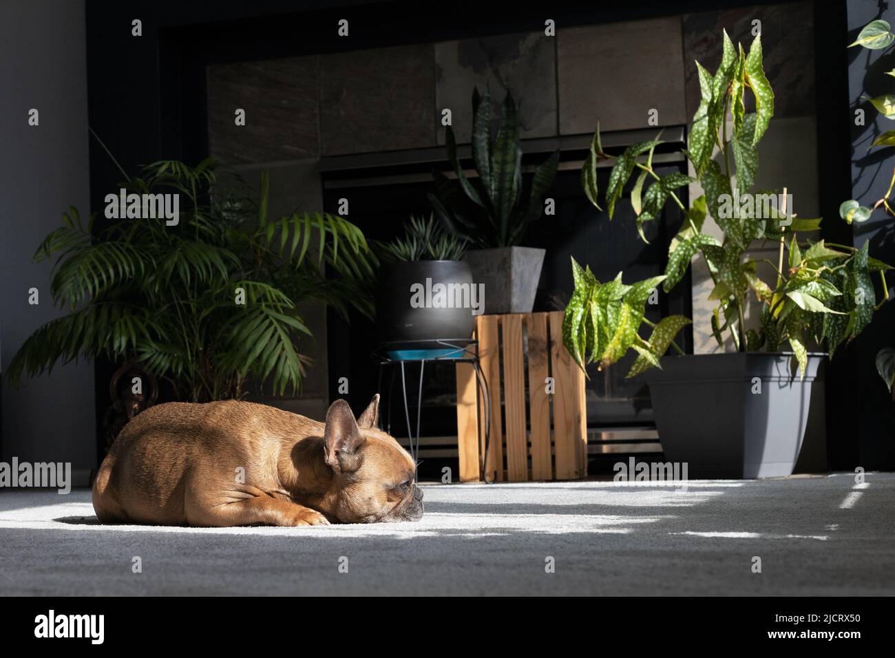 Un Bulldog français se reposant dans un endroit ensoleillé sur un sol recouvert de moquette d'un salon, entouré de plantes de maison. Banque D'Images