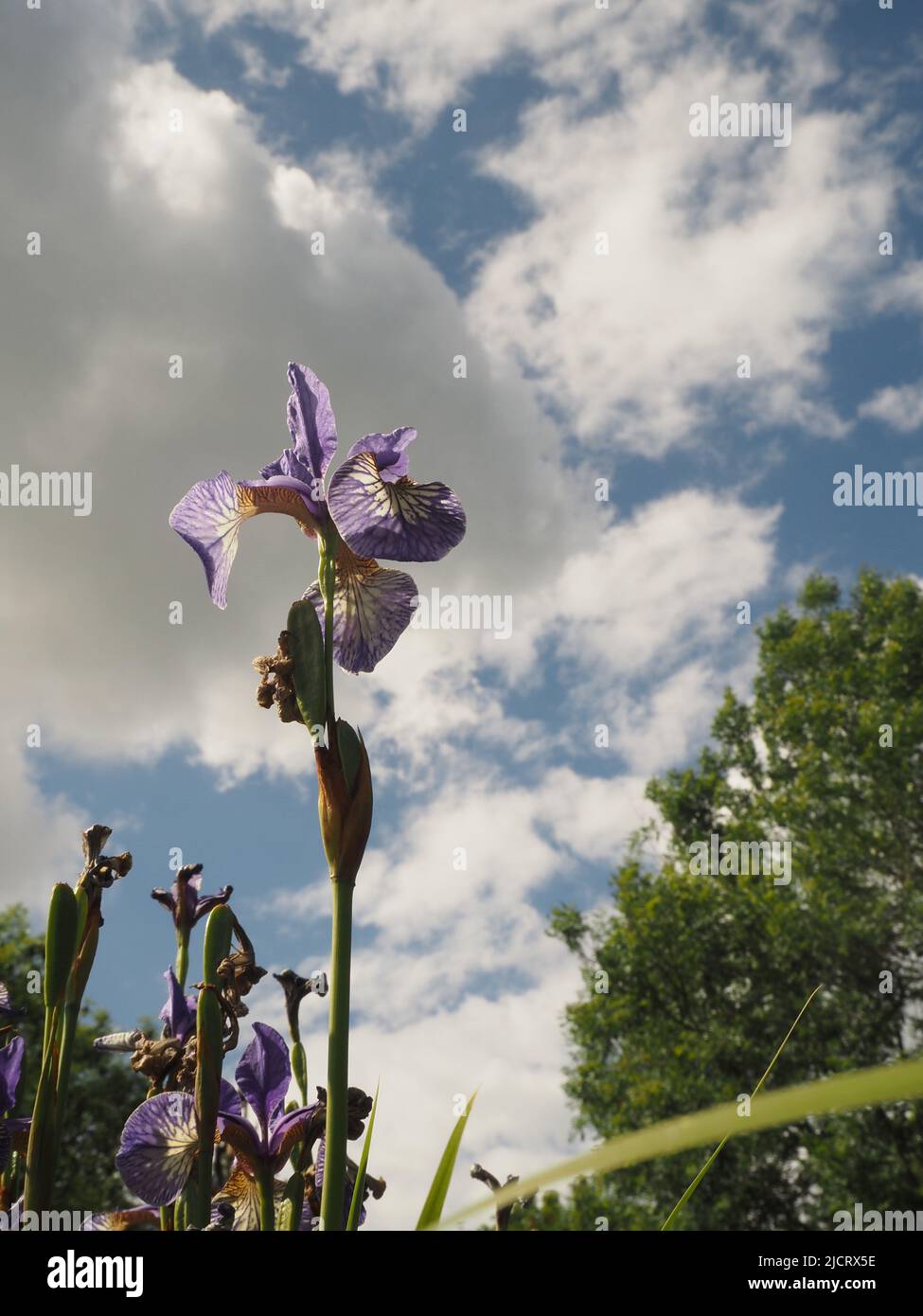 La fleur du drapeau bleu de l'iris (iris versicolor) atteint vers un ciel bleu ciel nuageux. Espace en haut pour la copie. Banque D'Images