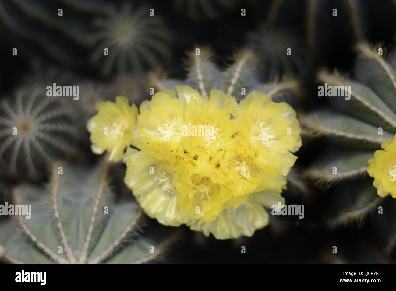 Belles fleurs fleuries , fleur pour Wallpaer , nature pour fond d'écran, Low Cost stock photo Banque D'Images