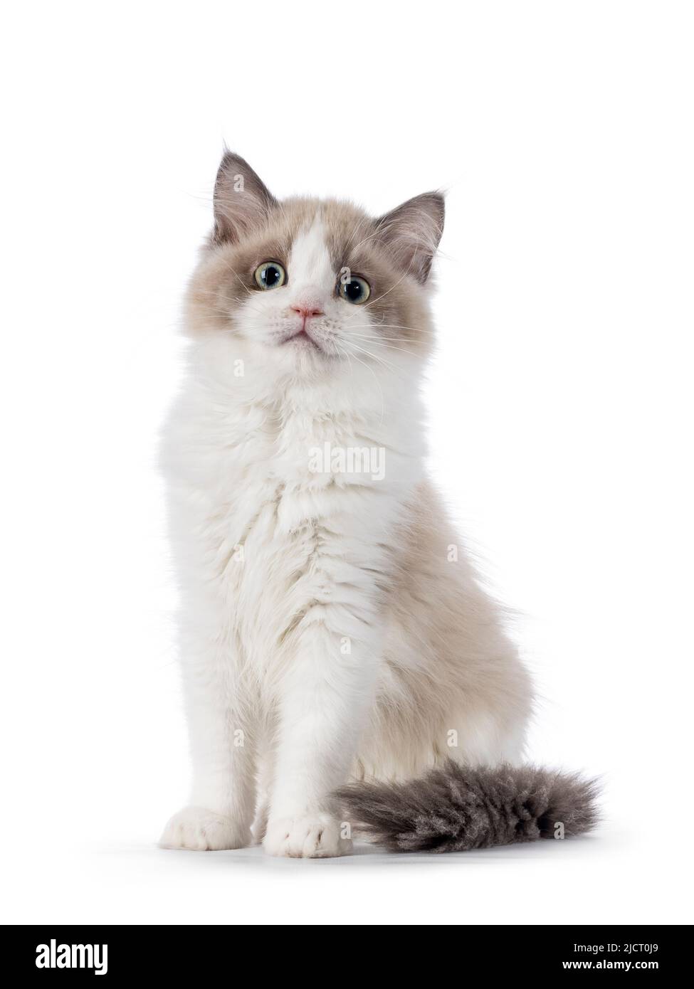 Mignon mink Ragdoll chat chaton, assis face à l'avant. En regardant vers l'appareil photo avec des yeux envoûtantes et aqua verdâtres. Isolé sur un fond blanc. Banque D'Images