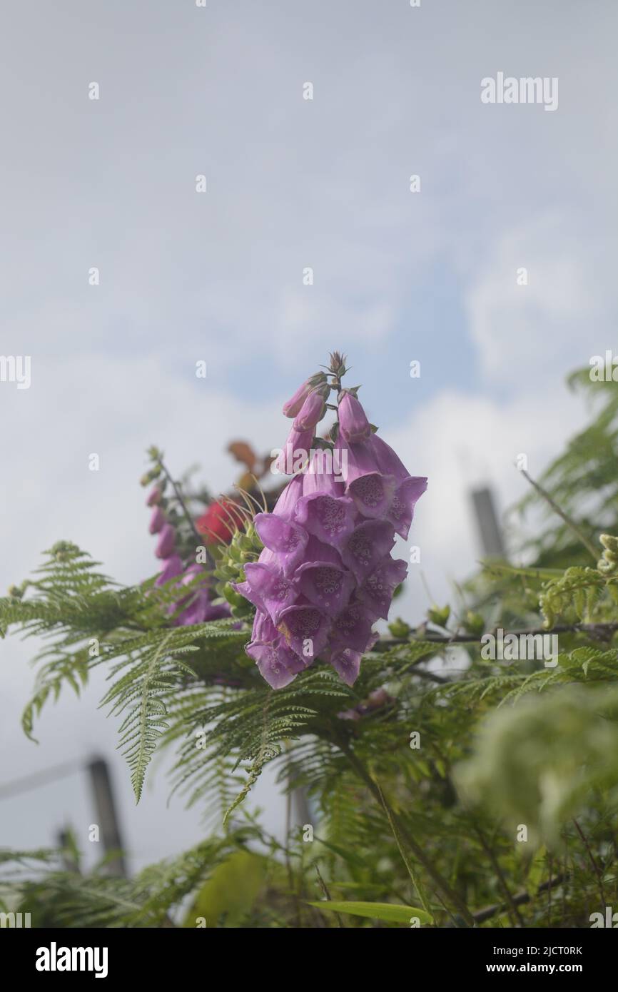 Belles fleurs fleuries , fleur pour Wallpaer , nature pour fond d'écran, Low Cost stock photo Banque D'Images