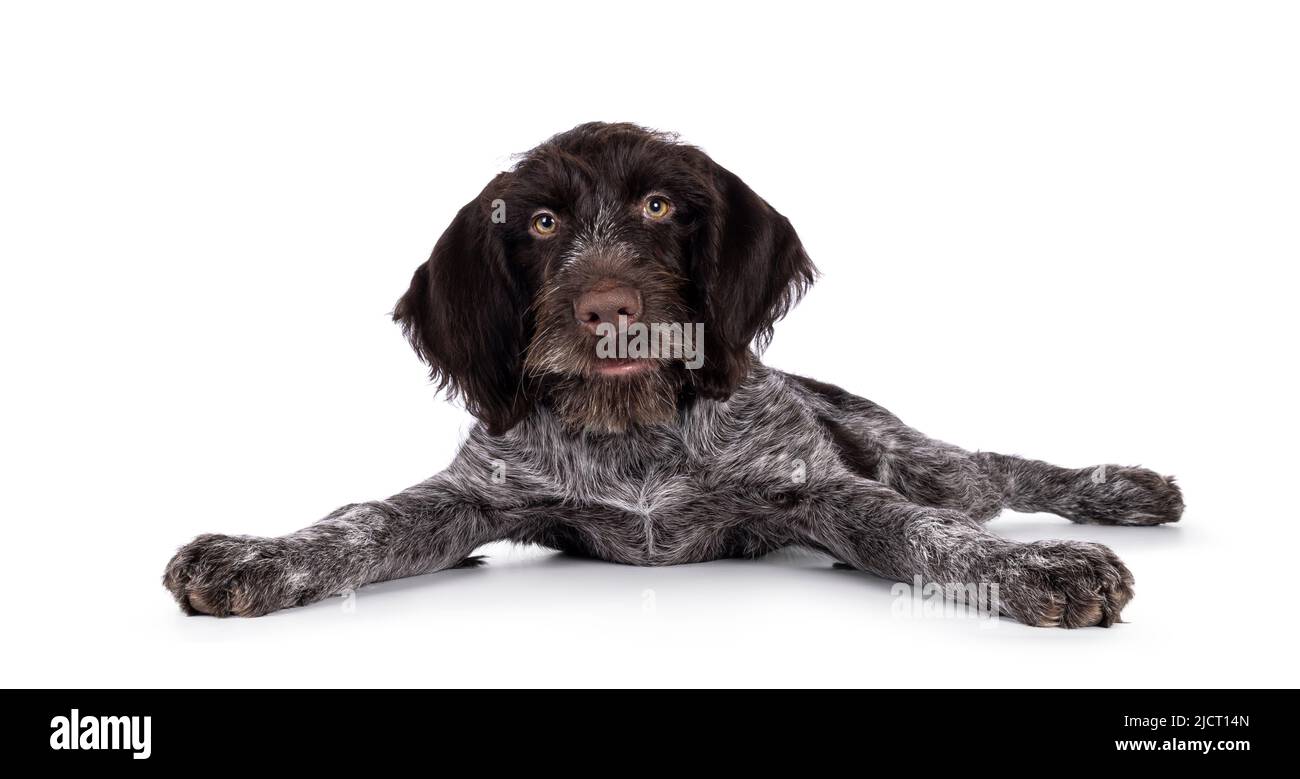 Jeune chien-pointeur allemand brun et blanc à poil dur, allongé avec des pattes, comme bambi sur la glace. Regarder directement vers l'appareil photo. Isolé sur un Banque D'Images