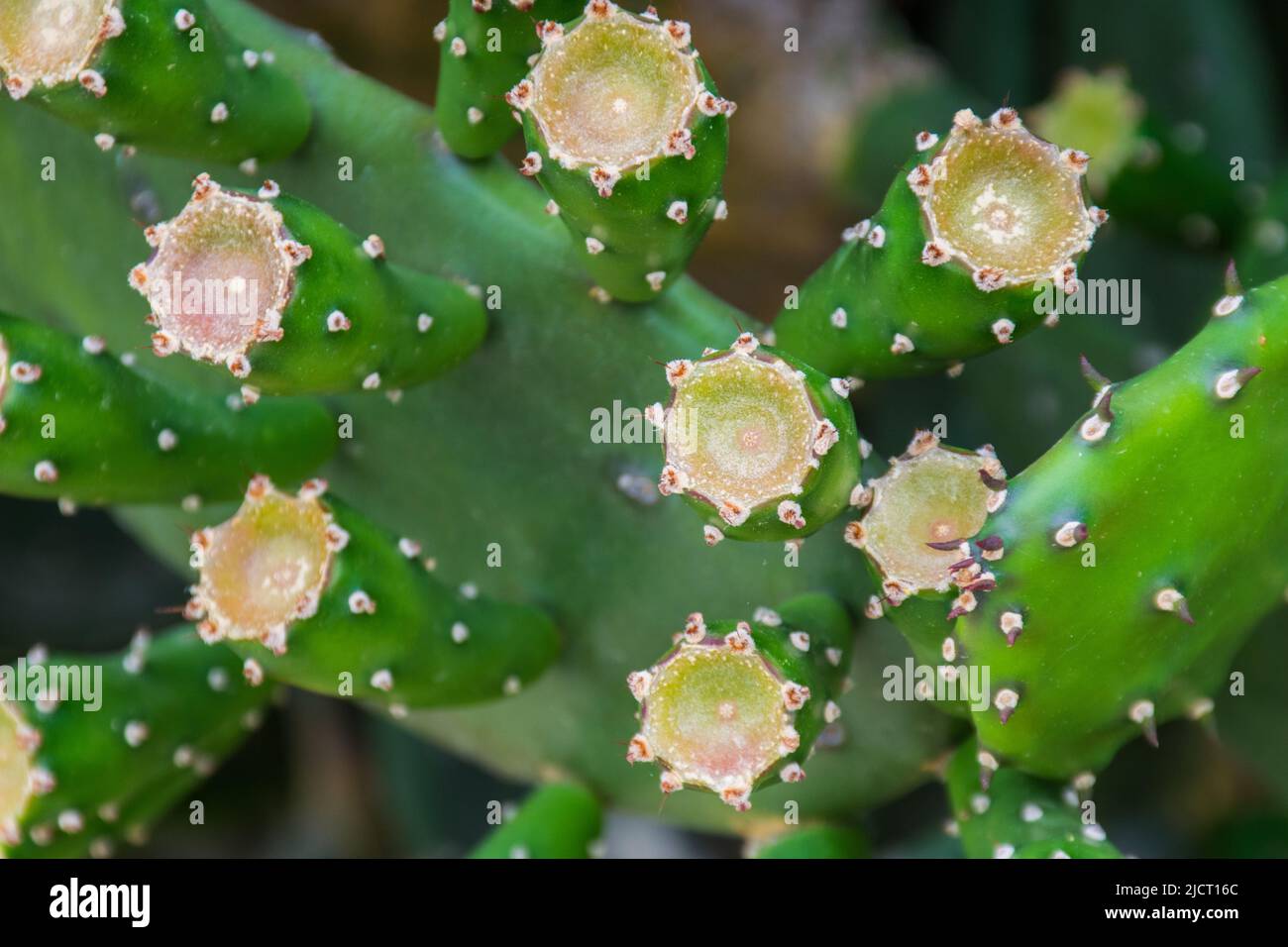 cactus sont de belles plantes et très facile à entretenir Banque D'Images
