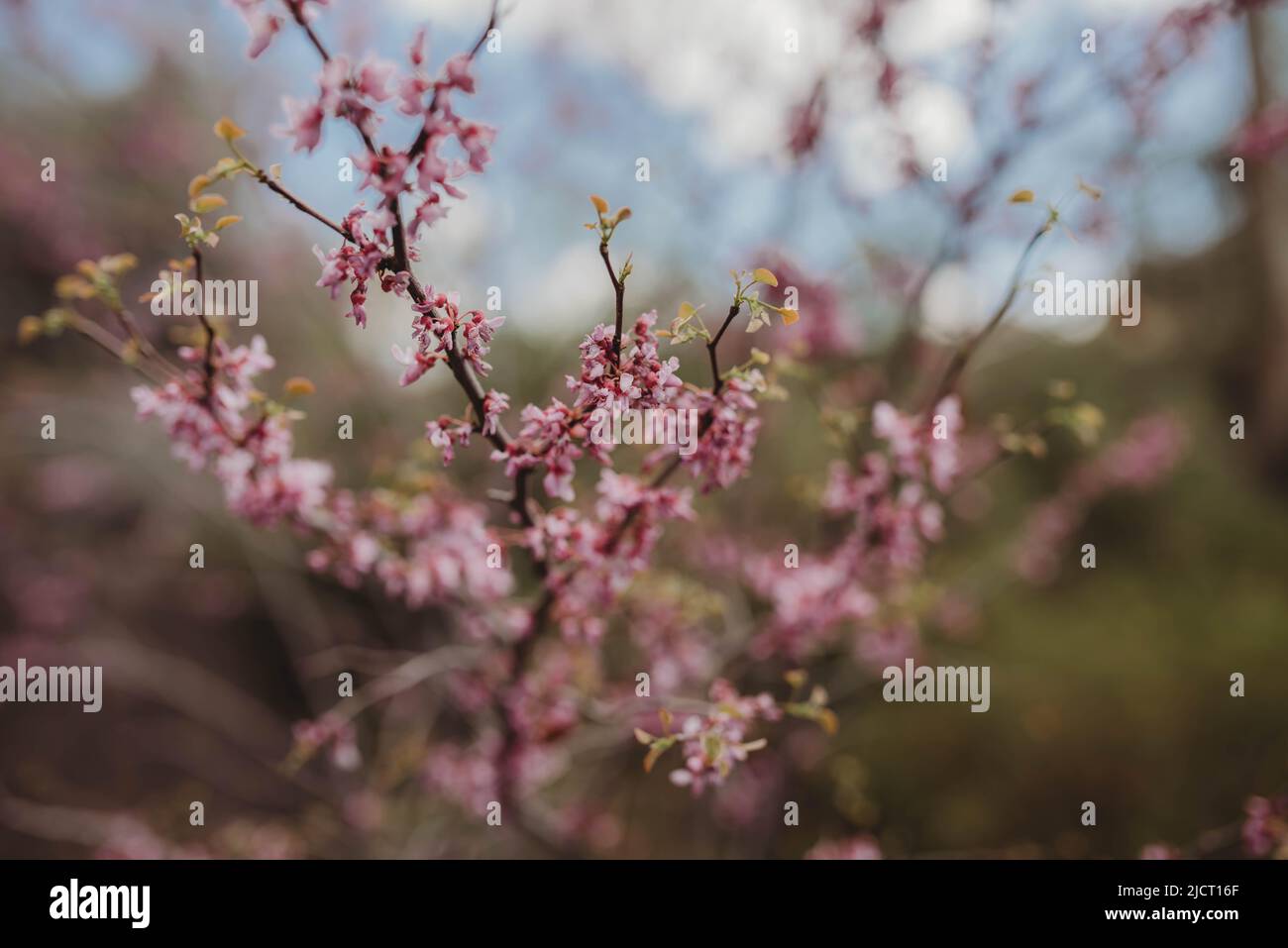 Fleurs violettes poussant sur un arbre Banque D'Images