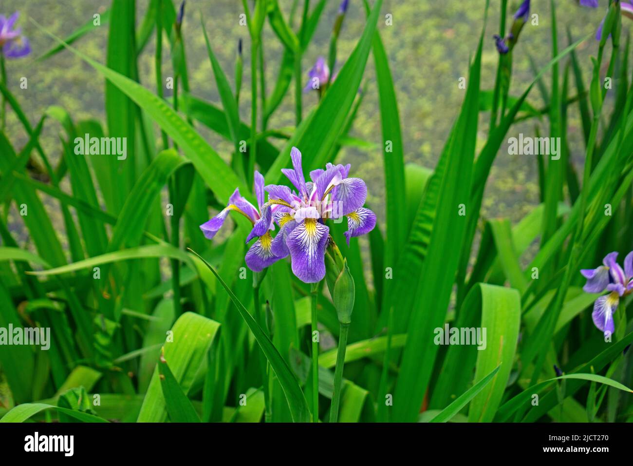 Iris drapeau bleu du Nord (Iris Versicolor) sur un fond flou de feuilles et de tiges vertes. Également connu sous le nom de drapeau bleu de l'arlequin, et drapeau de poison. Banque D'Images