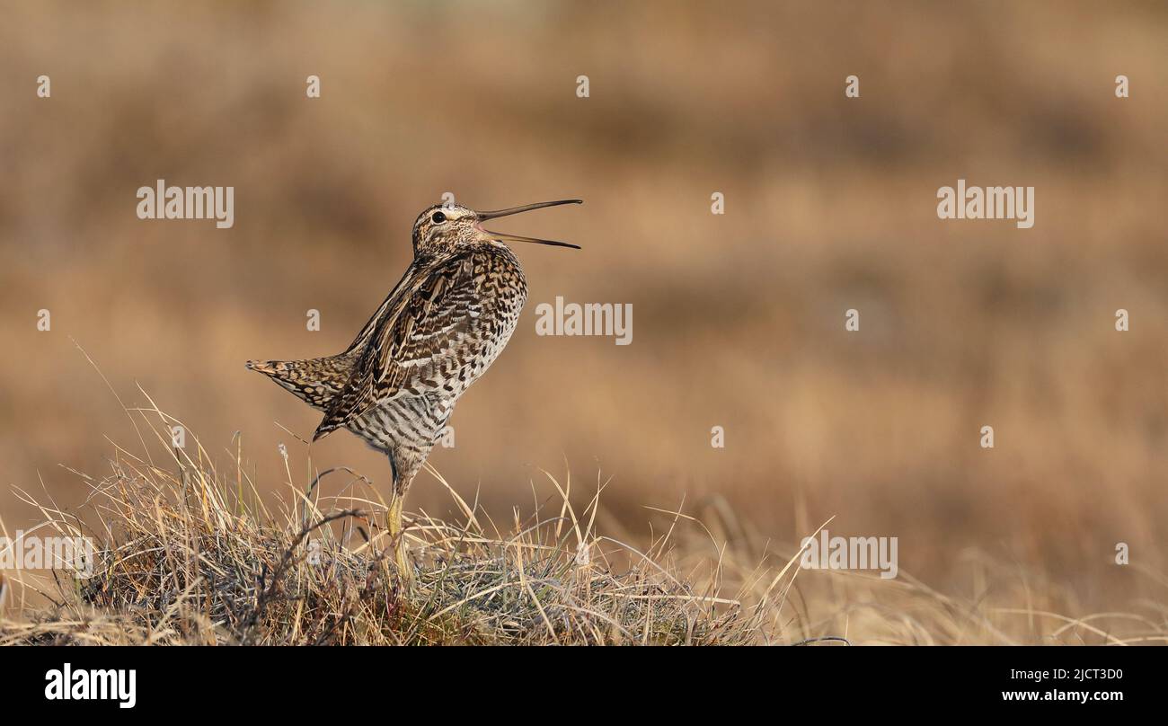 Grande bécassine, Gallinago médias, randonnée sur une touffe d'herbe sèche, fond propre, côté wiew, profil Banque D'Images