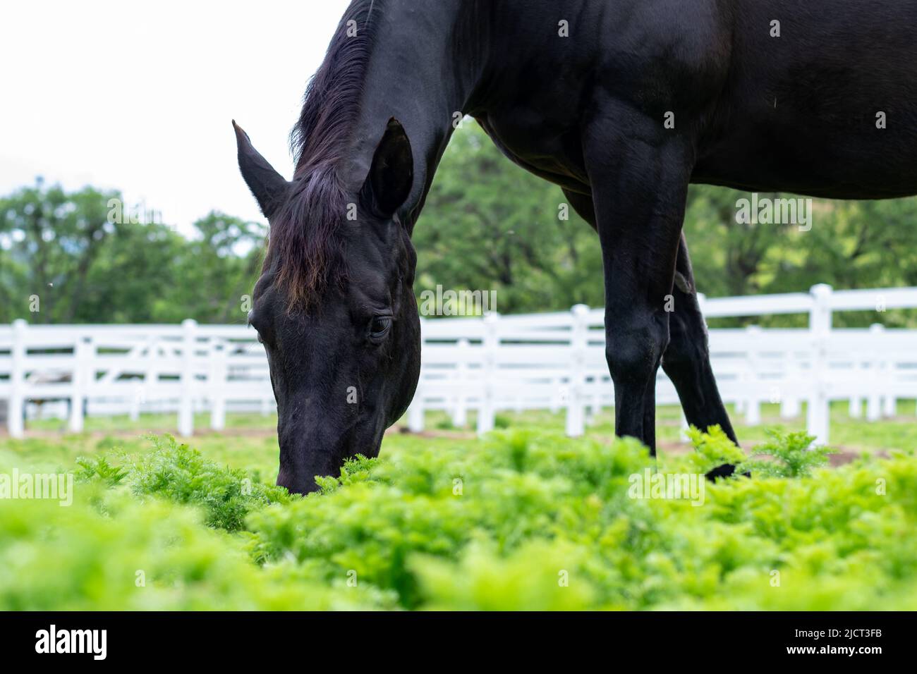 Joli cheval noir, une jument paître sur l'herbe verte dans un pâturage avec une clôture blanche. Banque D'Images