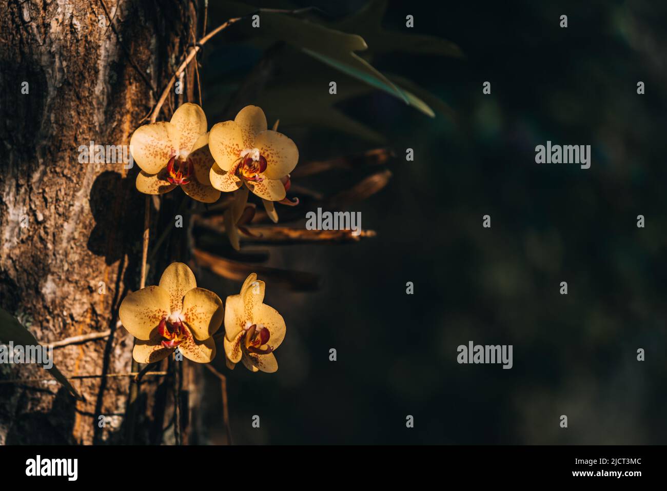 Orchidées de phalaenopsis à pois jaunes sur le tronc de l'arbre Banque D'Images