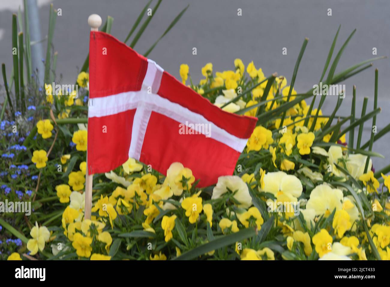 Copenhague /Danemark/15 juin 2022 / Dannebrog ou drapeau danois en pot de fleurs dans la capitale danoise Copenhague. Photo..Francis Joseph Dean/Deanimages). Banque D'Images