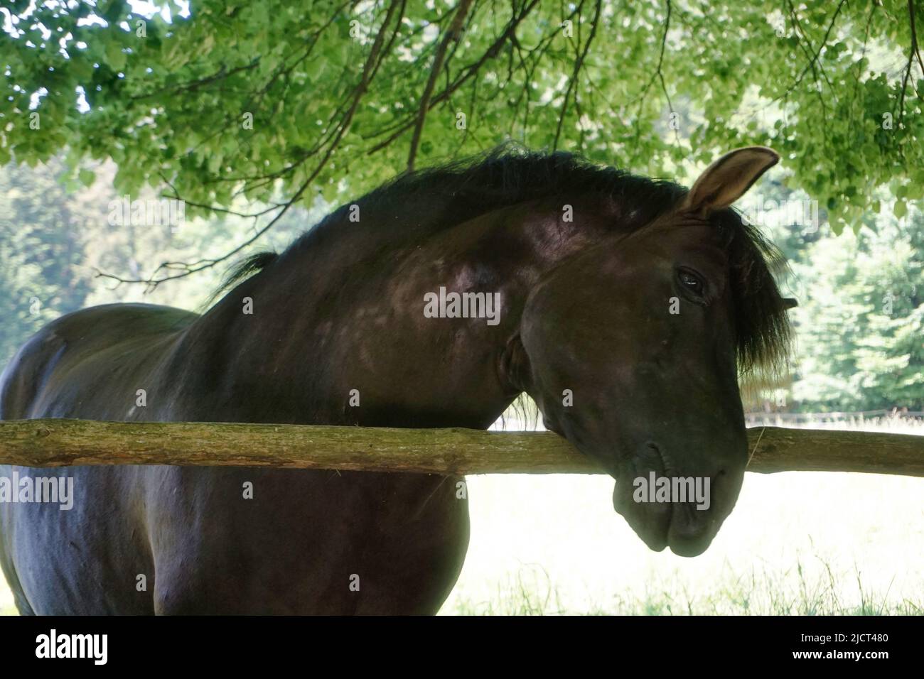 Polish Konik - cheval avec tête au-dessus de la clôture Banque D'Images