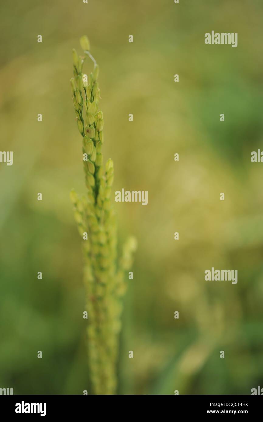 Province de montagne, Philippines : photo macro verticale d'une tige de riz à Sagada, une région célèbre pour ses terrasses de riz. Banque D'Images