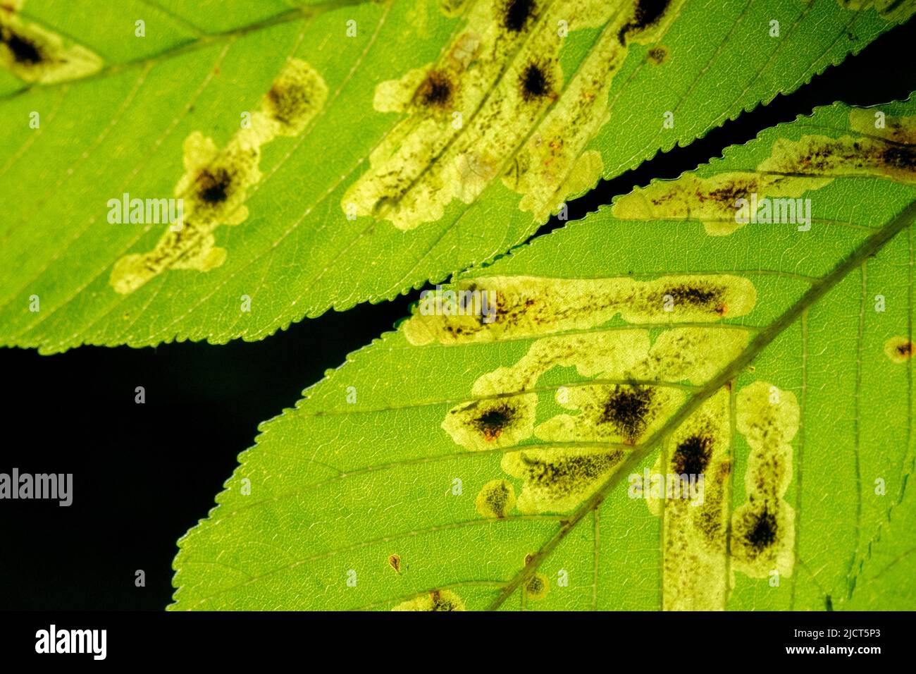 Mineur de feuilles de marrons de cheval commun, feuilles de parasites, gros plan, feuille, Aesculus hippocastanum, Leafminer, feuilles infestées et endommagées Insect Pest Banque D'Images