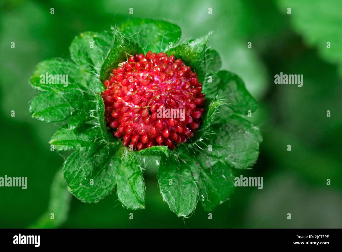 Fraise factice / fraise-indienne / fraise fausse / fraise arrière-cour (Potentilla indica / Duchesnea indica) montrant des fruits rouges à la fin du printemps Banque D'Images